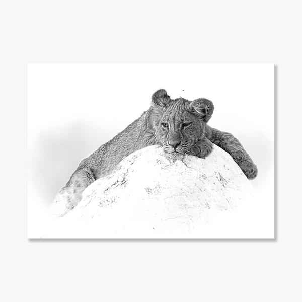 Lion No.10 Limited Print