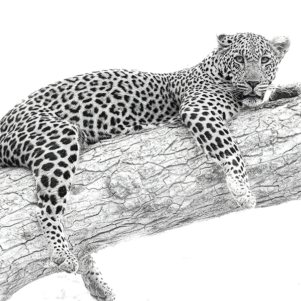 Leopard No.10 Limited Print