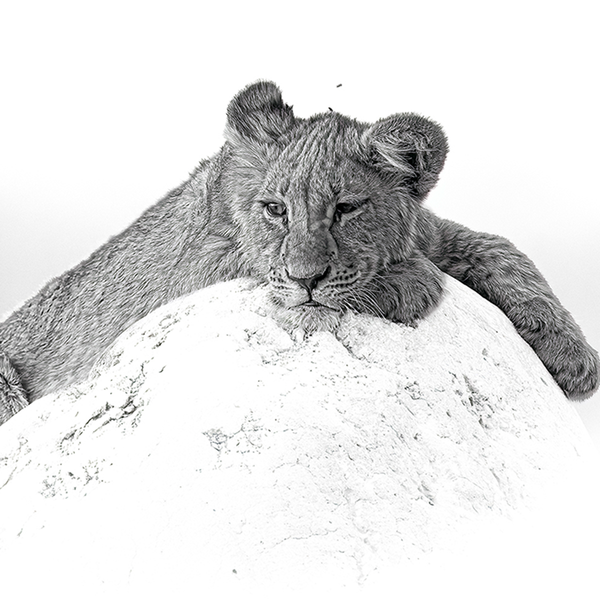 Lion No.10 Limited Print