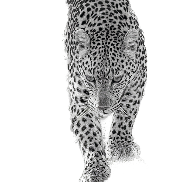 Leopard No.11 Limited Print