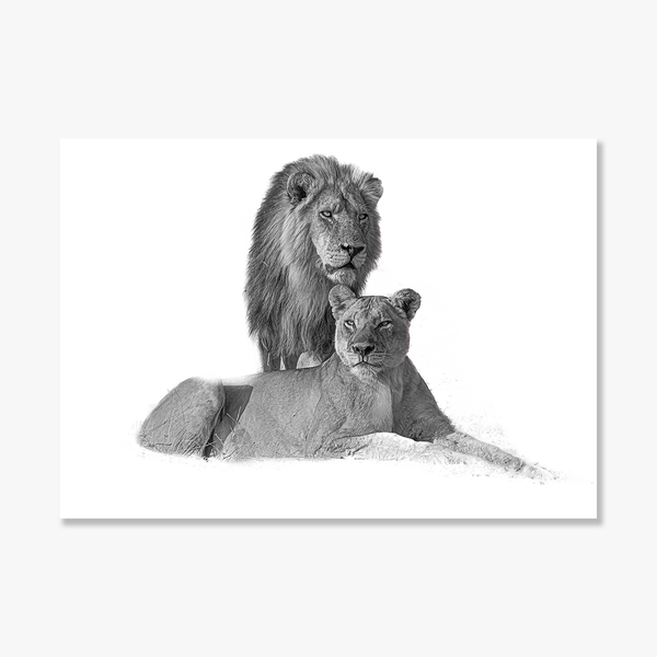 Lion No.11 Limited Print