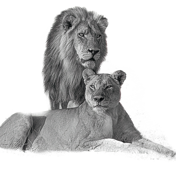 Lion No.11 Limited Print