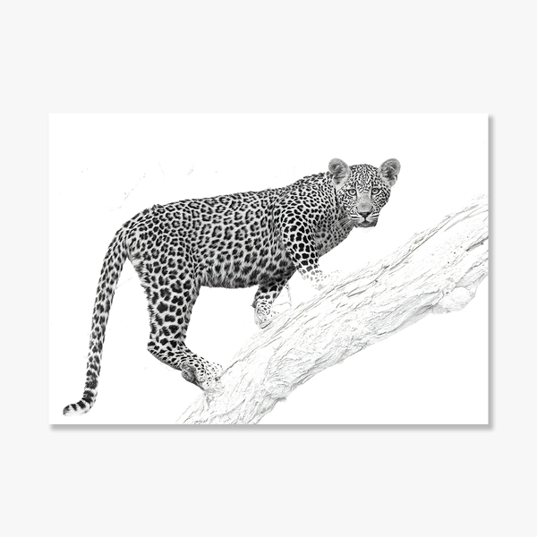 Leopard No.12 Limited Print