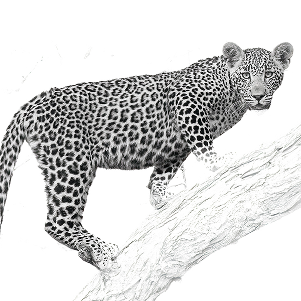 Leopard No.12 Limited Print