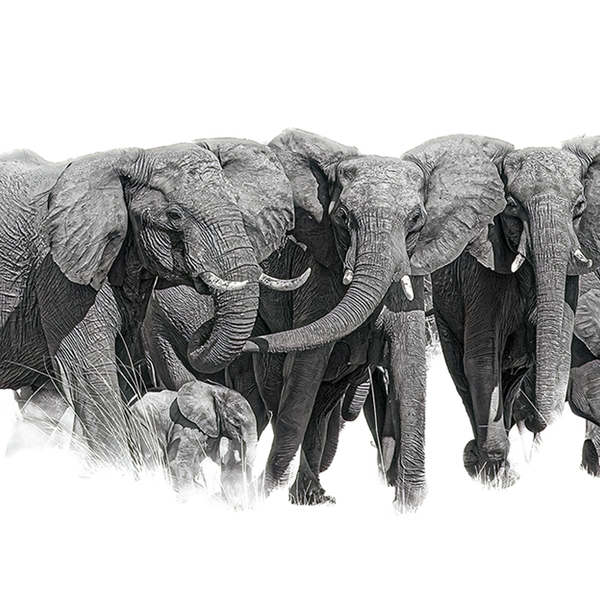 Elephant No.13 Limited Print