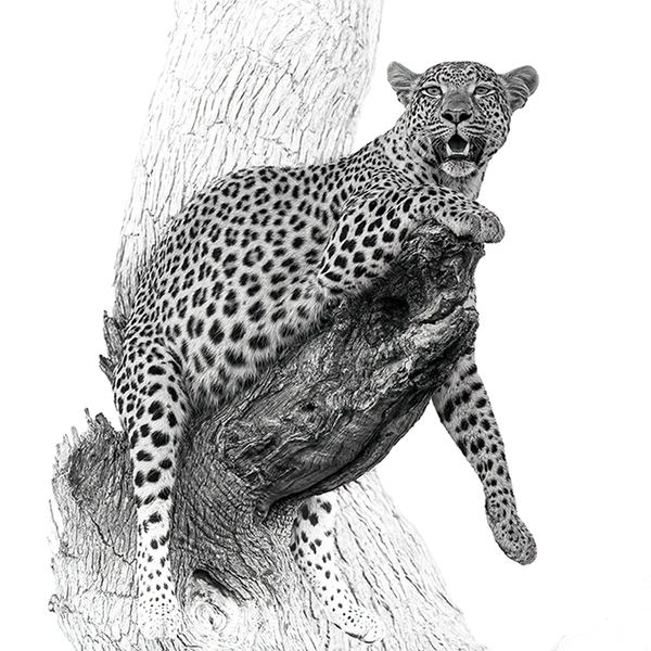 Leopard No.13 Limited Print