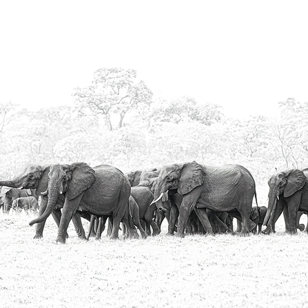 Elephant No.14 Limited Print