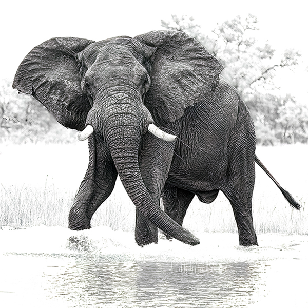 Elephant No.15 Limited Print