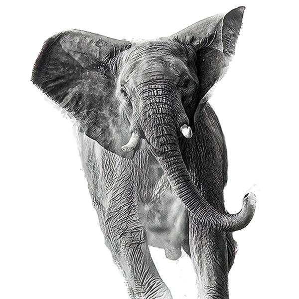 Elephant No.16 Limited Print