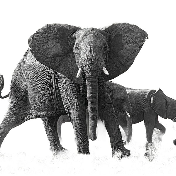 Elephant No.17 Limited Print