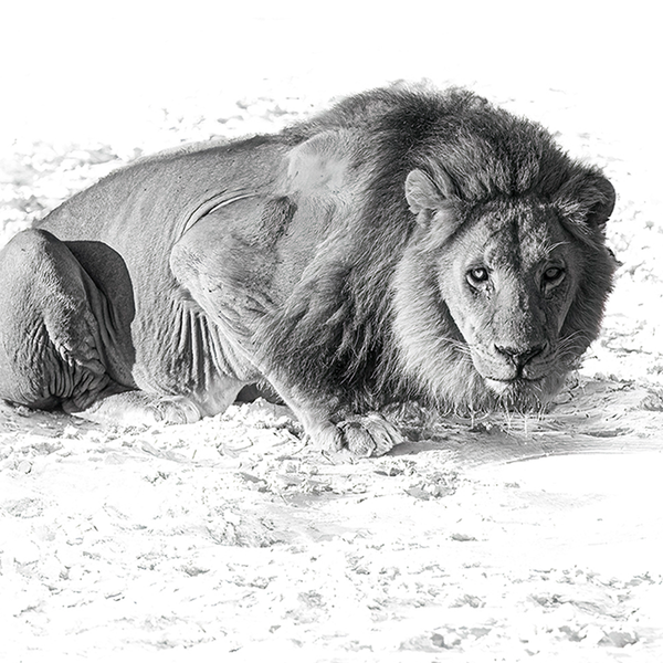 Lion No.1 Limited Print