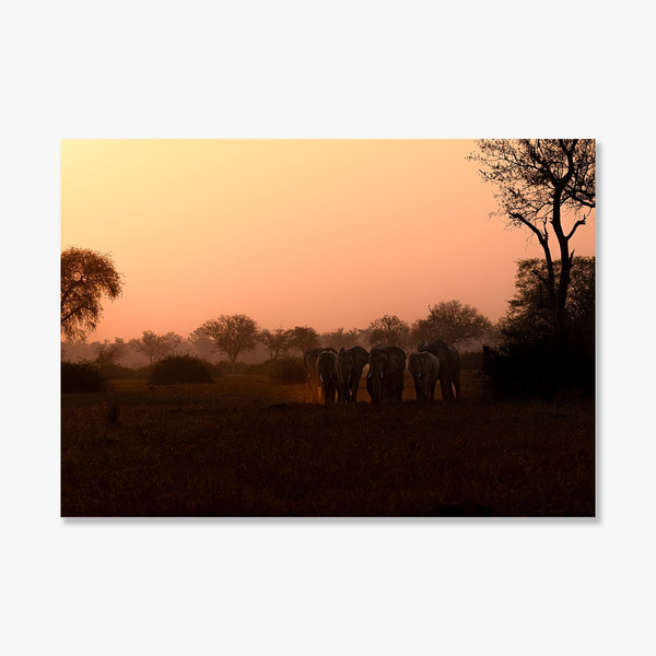 Elephant No.20 Limited Print