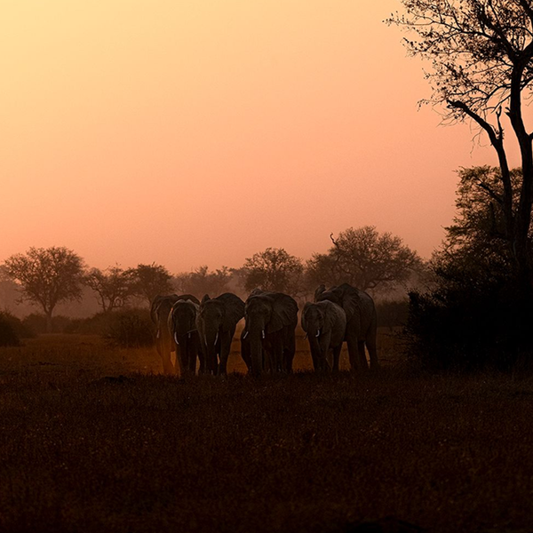 Elephant No.20 Limited Print