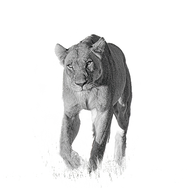Lion No.2 Limited Print
