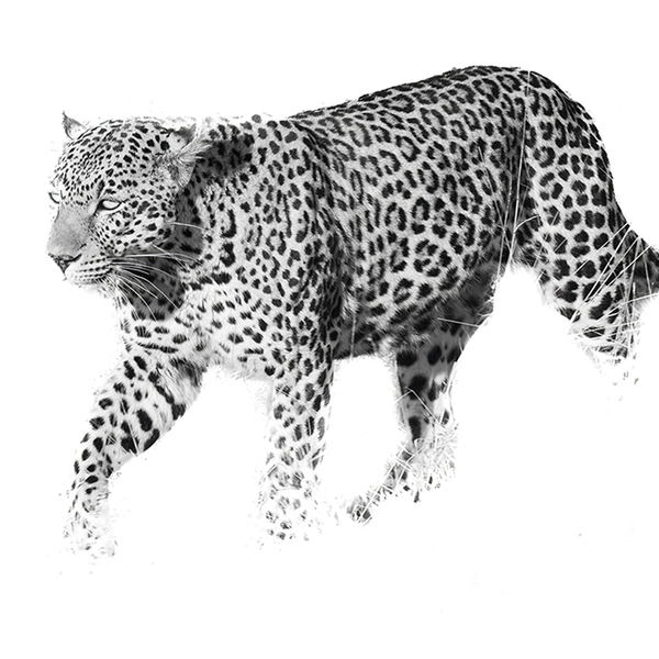 Leopard No.2 Limited Print