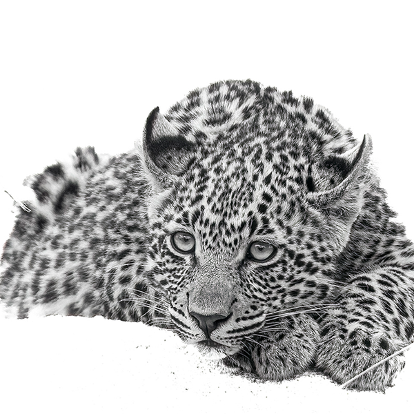 Leopard No.3 Limited Print