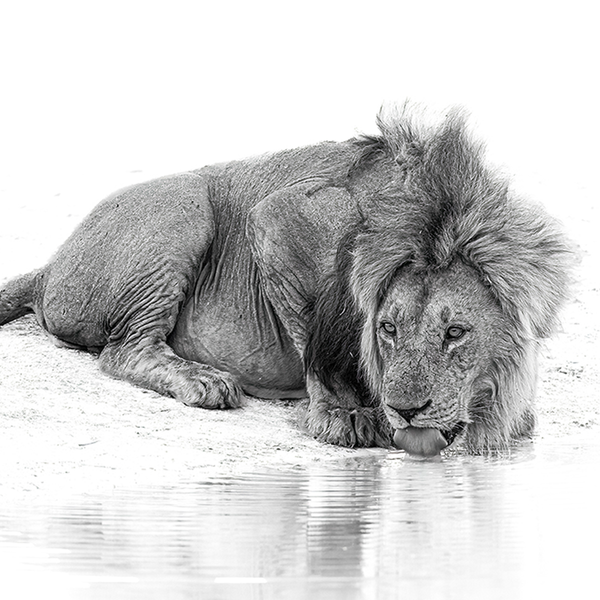 Lion No.3 Limited Print