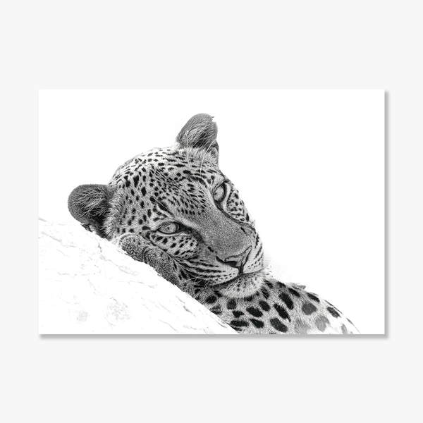 Leopard No.4 Limited Print