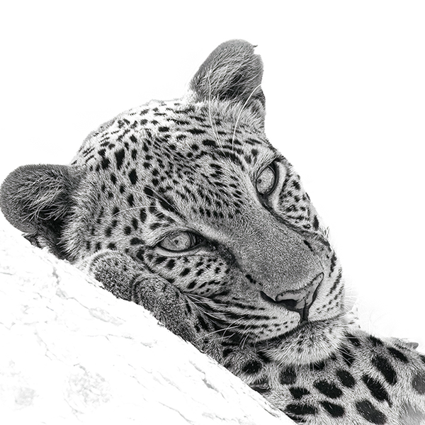 Leopard No.4 Limited Print