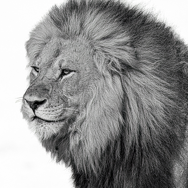 Lion No.5 Limited Print