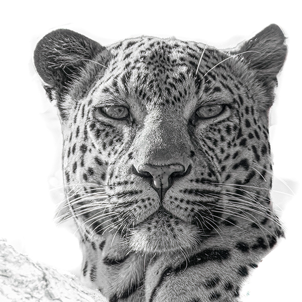 Leopard No.5 Limited Print