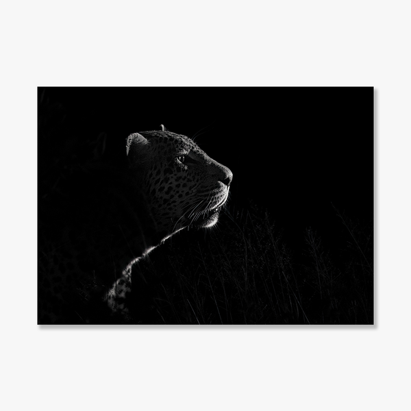 Leopard No.6 Limited Print