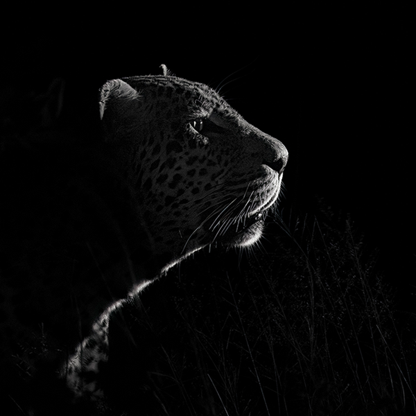 Leopard No.6 Limited Print