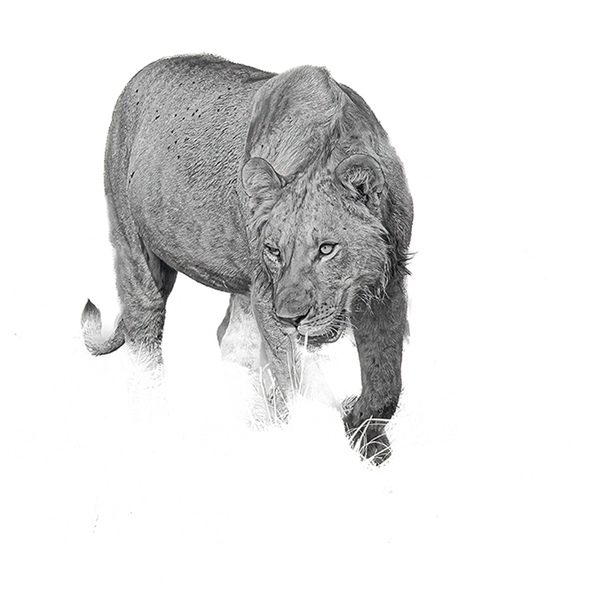 Lion No.6 Limited Print