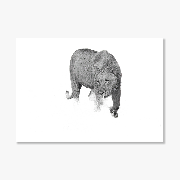 Lion No.6 Limited Print
