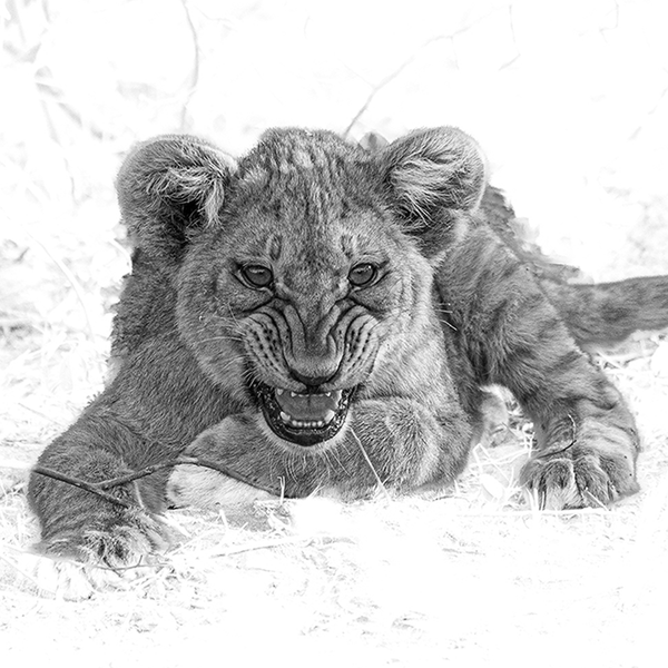 Lion No.7 Limited Print