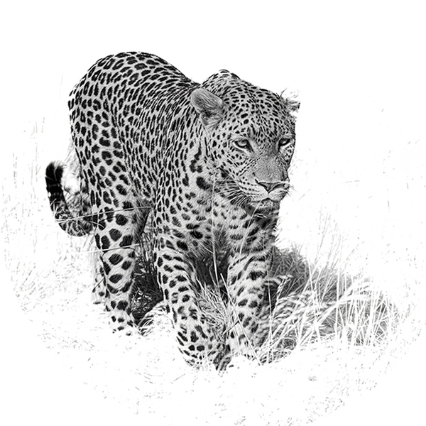 Leopard No.7 Limited Print