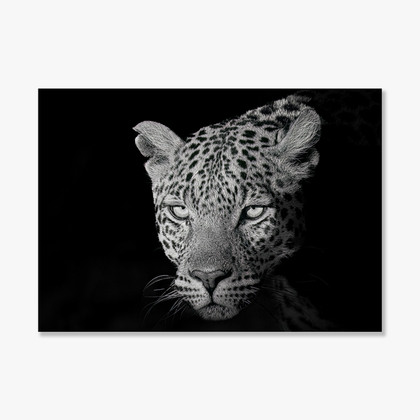 Leopard No.8 Limited Print