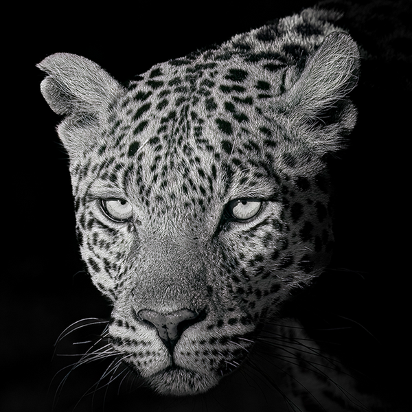 Leopard No.8 Limited Print