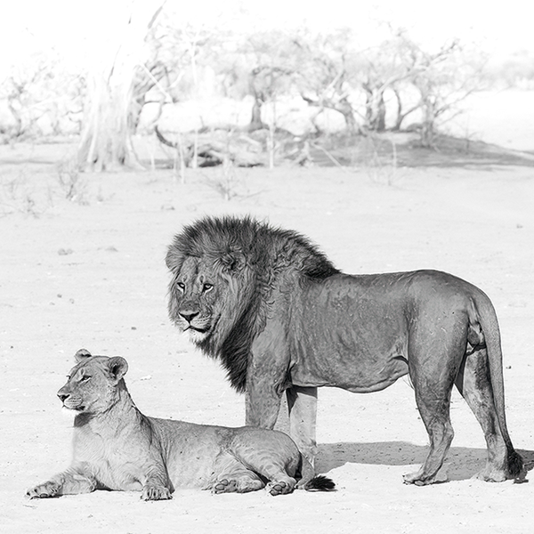 Lion No.8 Limited Print