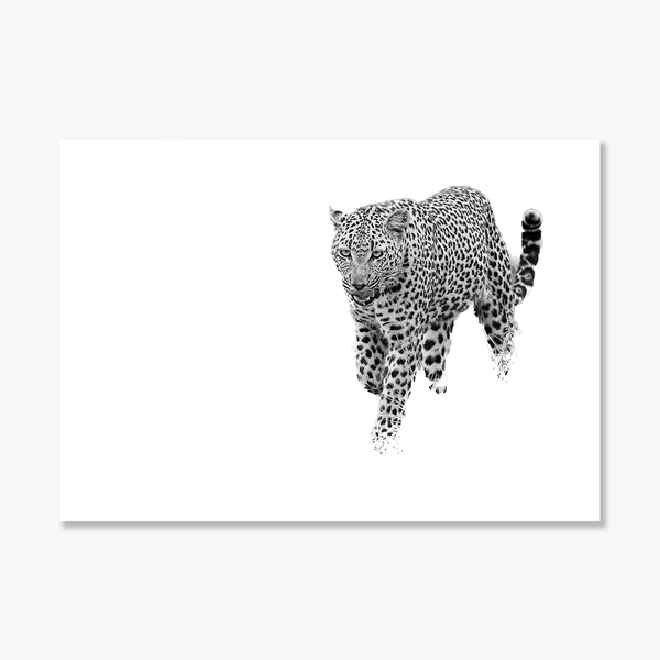 Leopard No.9 Limited Print