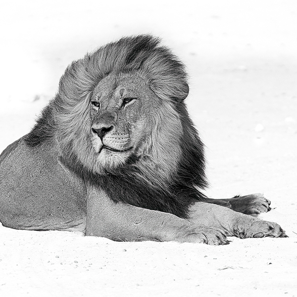 Lion No.9 Limited Print