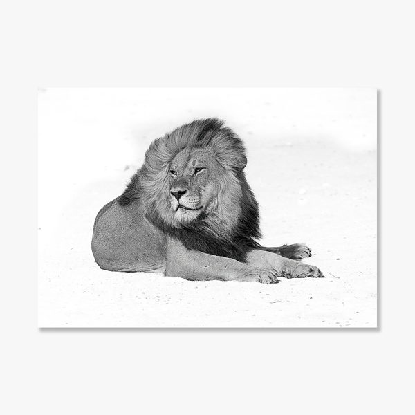 Lion No.9 Limited Print