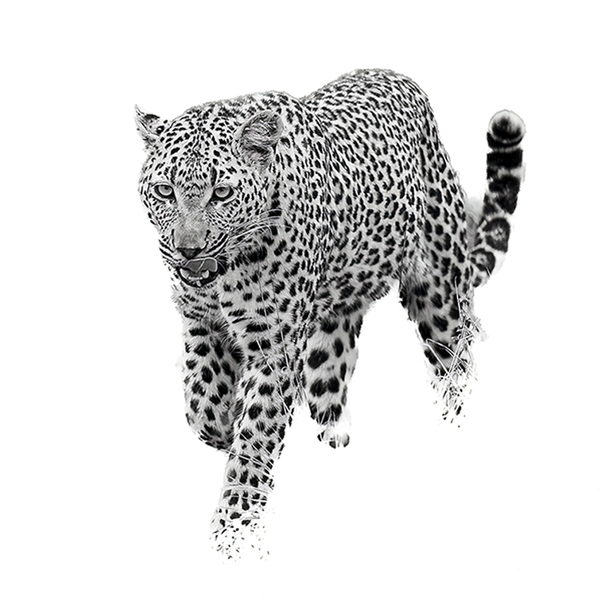 Leopard No.9 Limited Print