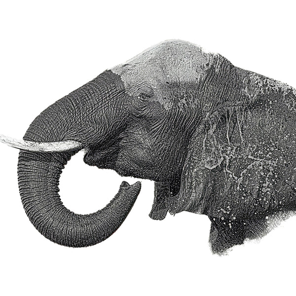 Elephant No.21 Limited Print
