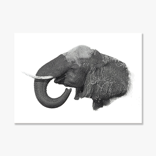 Elephant No.21 Limited Print
