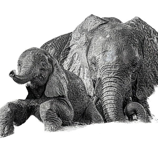 Elephant No.25 Limited Print