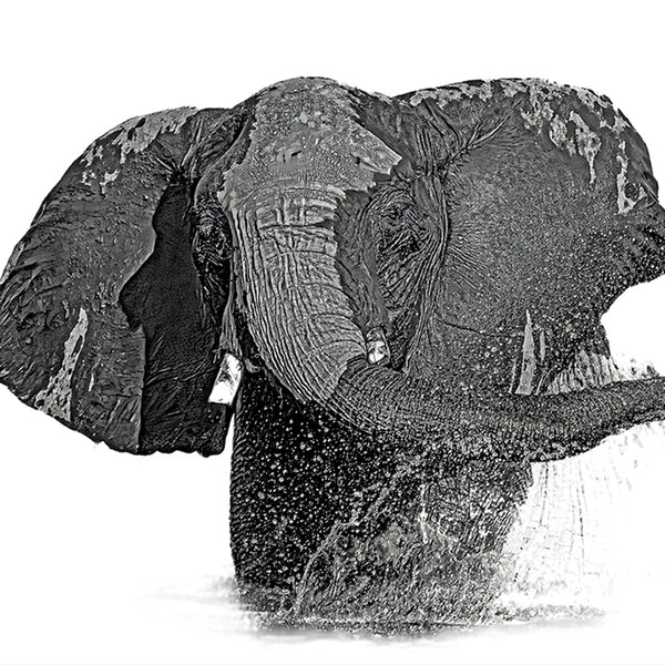 Elephant No.22 Limited Print
