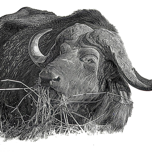 Buffalo No.2 Limited Print