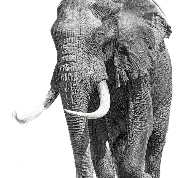 Elephant No.4 Limited Print