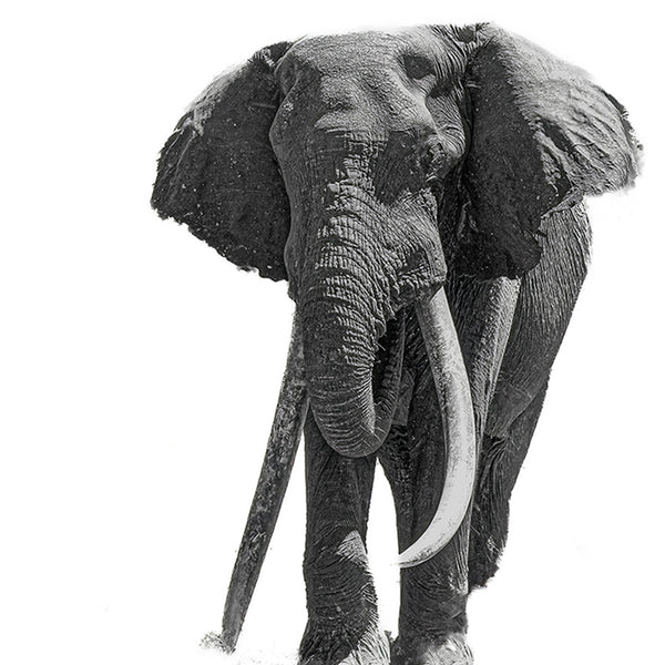 Elephant No.24 Limited Print