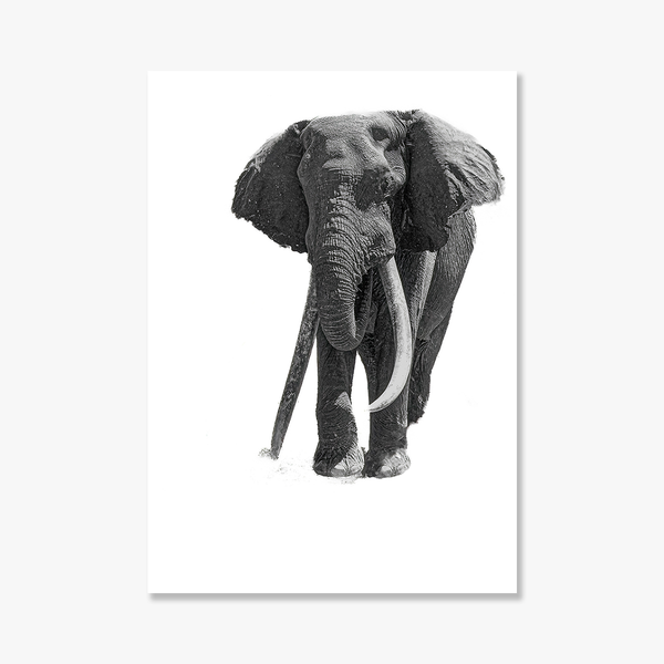Elephant No.24 Limited Print