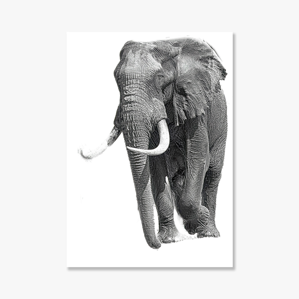 Elephant No.4 Limited Print