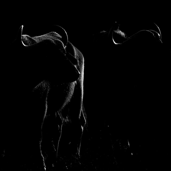 Buffalo No.1 Limited Print