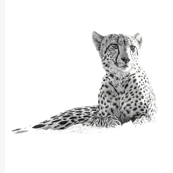 Cheetah No.1 Limited Print