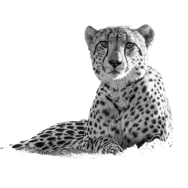 Cheetah No.2 Limited Print